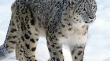 إصابات في الوجه.. نمر يهاجم متزلجة في مقطع فيديو يوثق لحظات مرعبة